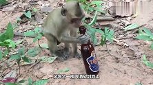 当猴子一口气喝光啤酒后，猴子的反应请你憋住别笑