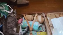 女主人要出远门，猫咪粘着行李箱不放，好似在说要带它一起