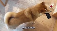 主人将离开家一段时间，柴犬为了挽留主人，叼起遥控板叫他开电视