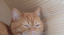 好可爱的猫咪啊，这奶萌的小表情，想养了！