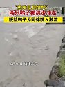 福建寿宁：两只鸭子被洪水冲走，脱险鸭子为同伴跳入激流