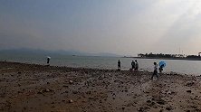 实拍深圳湾滩涂赶海抓螃蟹，这里是小朋友来了就不想走的地方