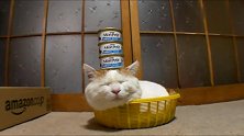 一只平衡力超强的小猫咪，睡觉的时候头上都可以放5个罐头