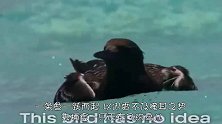 鱼竟然可以吃海鸟，要不是镜头记录，我不会相信