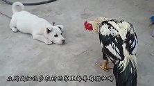 为何都说“鸡犬不宁”原来它们还有恩怨，看完让人笑掉大牙！
