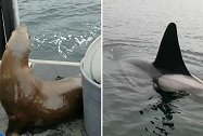 加拿大：一只海狮为躲避虎鲸跳上游船，吓坏船上女子
