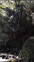 陶醉在高黎贡山美丽的河谷。听水观竹，惬意自然。