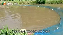 池塘里捞出大“怪鱼”，身长2米腹部是红色的，鱼鳞得用锤子敲开