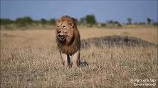 诺迟父子雄狮后代之无耳雄狮—东非最大的雄狮之一