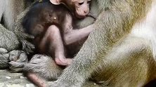 小猴仔依偎在猴妈的怀里吃奶，好幸福好有爱