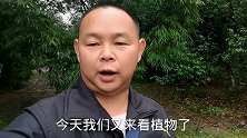 乡村一种野苦菜，过去农村弄来喂猪，现在是餐桌上的一道凉拌菜
