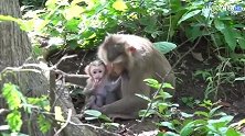 猴宝很漂亮，猴妈很爱它