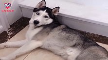 铲屎官调侃哈士奇是恶犬，二哈：能不能给我留点面子！狗生艰难啊