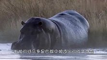 鬣狗饥饿难耐单挑河马，河马居然任由它撕咬，这是什么原因？