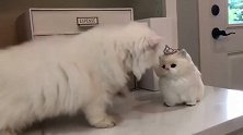 猫咪就是见不得别人比它美，好好的皇冠这被它扔了