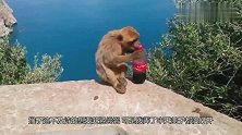 鬼精猴子顺来游客可乐，沾沾自喜时意外发生了，猴子也懵了
