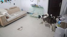 主人不在家一小时，看看哈士奇都拆了些啥？