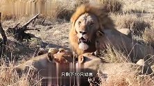 红路雄狮：慈祥的狮王，赶走抢食的母狮，只为让幼崽吃上饱饭