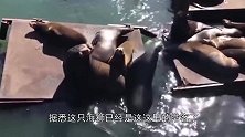 这只海狮每天都来鱼摊蹭吃蹭喝，不给鱼就不走，太萌了！
