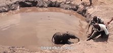 出生五天的小象掉入泥坑，被人们救起来，象妈妈举动感人