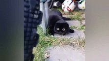 神经质大黑猫，这货又开始表演了