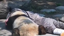 杨奶爸跟熊猫勾肩搭背的趴在地上玩耍，一人一熊真是让人嫉妒