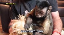 猴子和狗狗竟然能和睦相处，猴子耐心为狗狗捉虱子，场面令人暖心