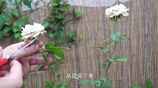 月季花谢后，只需做2步，就能快速恢复生长