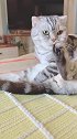 猫：别打扰我发呆，我想静静！