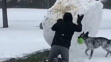外国人滚雪球的新高度，竟然可以这么强，最后差点把狗子给砸到
