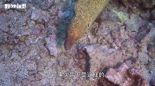 鳗鱼把头伸到珊瑚里，一下就拽出个大家伙，镜头拍下全过程