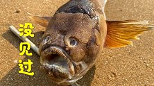 退潮后大洋赶海，沙滩上搁浅一条没见过的丑鱼，解救渔网上活针鱼