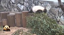 两只软绵绵的熊猫小团子在木桩上打一场萌架，画风未免太可爱了