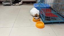 猫咪偷吃了金鱼，被我痛骂了一顿，它只好乖乖听话吃猫粮！