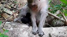 猴宝宝不要动，猴妈妈帮你把身上清理干净！