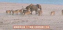 20只鬣狗围攻7只母狮，母狮狼狈不堪，下一秒狮王强势登场