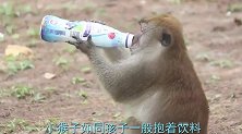 好奇的猴子抓住蟾蜍，一把掰开蟾蜍的嘴，镜头拍下搞笑过程！