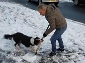 英国男子清理人行道积雪时被宠物狗强行抢走雪铲