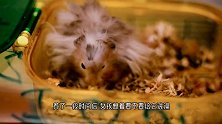 龙猫洗澡就像沙尘暴，主人憋着气拍完！隔着屏幕觉得呛！