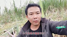 老林去年刚刚种的良种皇竹草现在长得非常好却要砍掉听听他怎么说