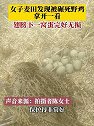 湖北襄阳：女子麦田发现被碾死野鸡，翅膀下一窝蛋完好无损