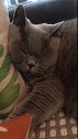 猫：别在我耳边唠唠叨叨的，我在睡觉呢！