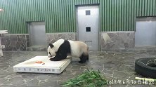 大熊猫出场有自动门为它打开，出来第一件事就是称重