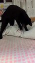 猫：管它是啥东西呢，先踩两脚再说！
