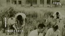 种子传奇袁隆平：实验稻苗被人拔掉 他奋然跳下井找到5根秧苗