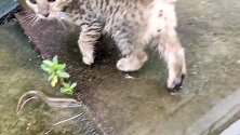 流浪猫越来越难养了，小鱼泥鳅摆一地，这可咋办