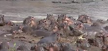牛羚被鳄鱼咬住后腿，同伴无动于衷，河马夫妇已经看不下去了