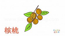 水果简笔画大全，画树上的核桃简笔画