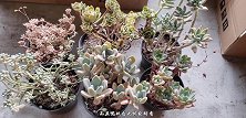 网友挑选大苗套餐，6棵多肉奇形怪状，太眼光了