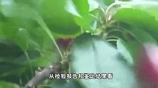 打假人王海发帖质疑“上百亩樱桃树死亡”调查，大连官方回应